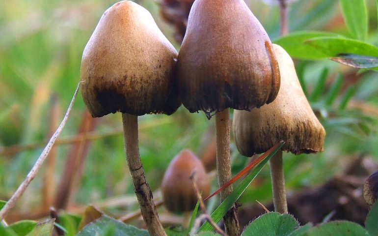 Psilocybe_semilanceata_6514